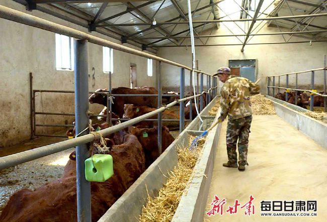 庄浪:做强牛产业 "犇"向振兴路|养殖场|母牛|饲草|肉牛_网易订阅