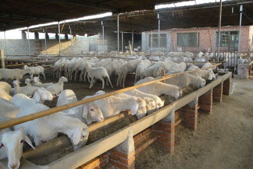 寒羊价格丨崇州小尾寒羊养殖场丨崇州育肥羊价格高清图片-世界工厂网