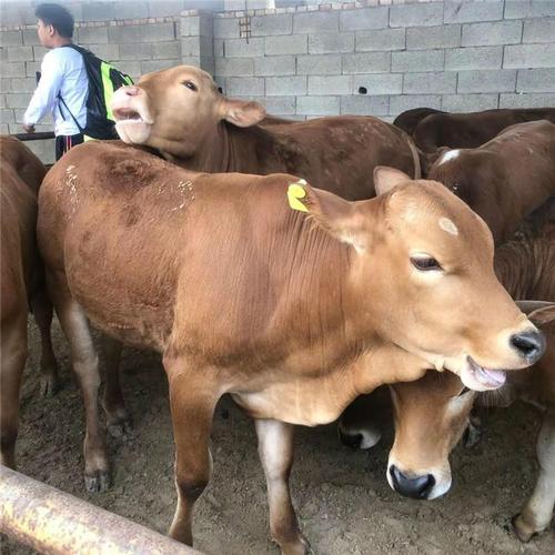 嘉祥县龙祥牛羊养殖专业合作社 产品  西门塔尔牛该牛毛色为黄白花或