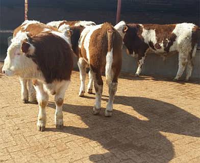 忻州肉牛养殖基地卖肉牛-钱眼产品