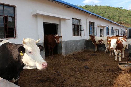 姚安县首个肉牛养殖协会挂牌成立